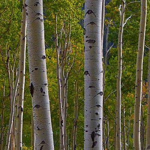 Read more about the article Colorado Fall Color – to Aspen