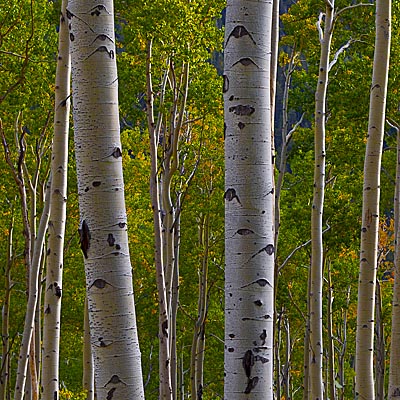 Read more about the article Colorado Fall Color – to Aspen