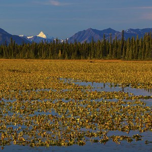 Read more about the article Alaska – Anchorage to Fairbanks