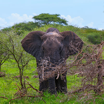 Read more about the article Tanzania – Tarangire National Park