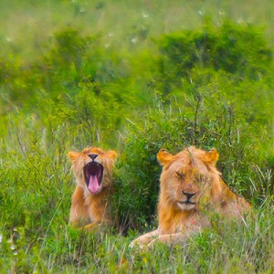 Read more about the article Tanzania – Serengeti National Park