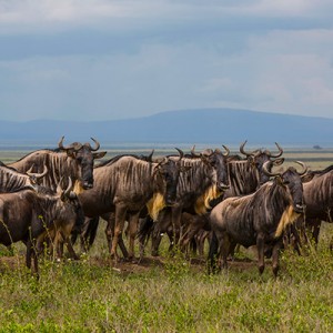 Read more about the article Tanzania – Lake Ndutu and the Migration