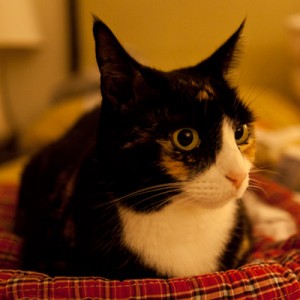 Read more about the article Remembering Our Cat Dundun