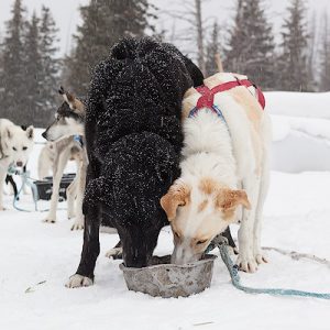 Read more about the article Jackson Hole – Dog Sled