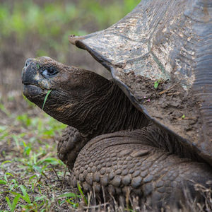 Read more about the article Galápagos – Tortoise Ranch