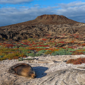 Read more about the article Galápagos – Chinese Hat