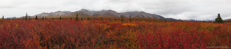 Denali National Park, Alaska