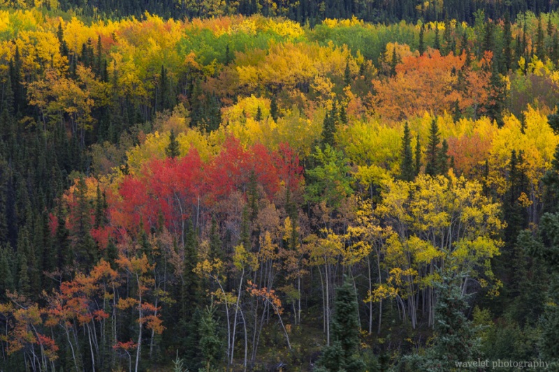 Denali National Park, Alaska