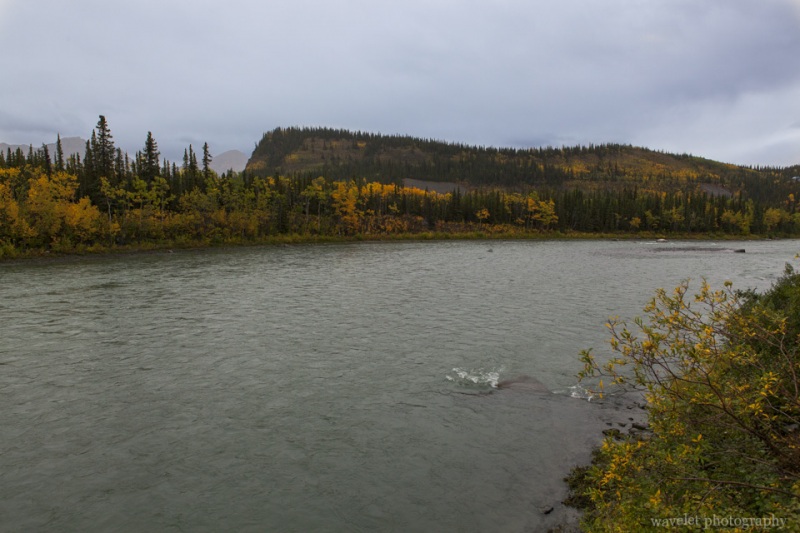 The section of Nenana River where McKinley Village Lodge is located, Alaska