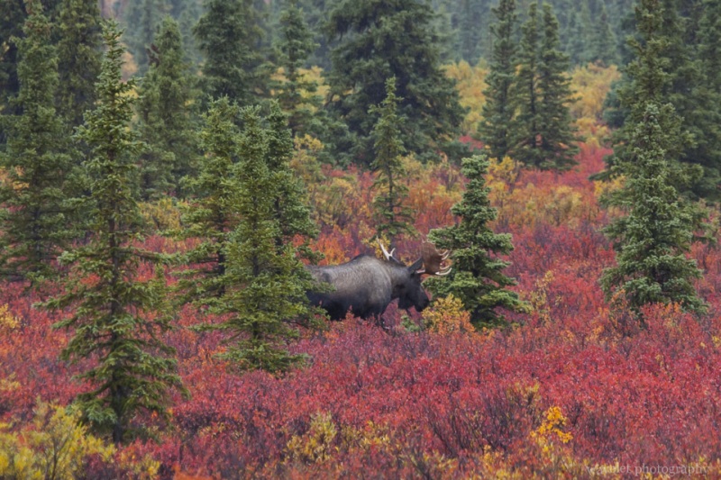 Bull Moose, Denali National Park, Alaska