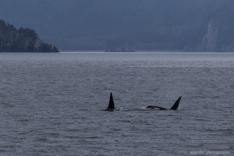 Killer Whales, Kenai Fjords National Park, Alaska