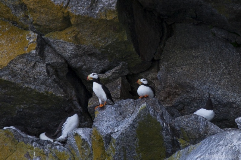 Alaska Puffins, Kenai Fjords National Park, Alaska