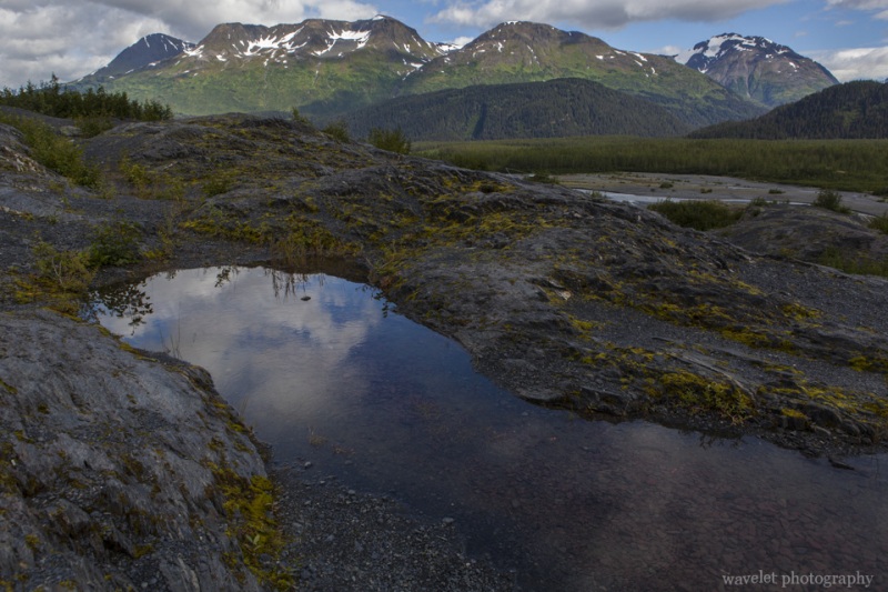 Cottonwood forest at Exit Glacier, Kenai Peninsula, Alaska