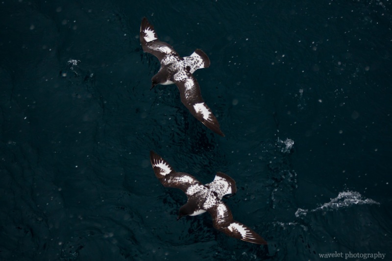Cape Petrels