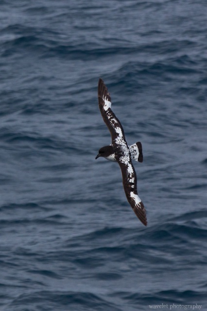 Cape Petrels