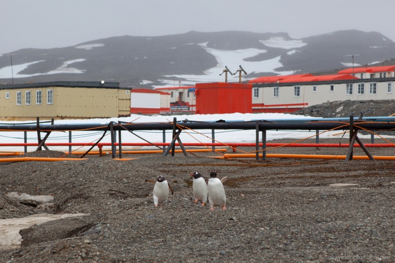 Gentoo Penguins at King George Island