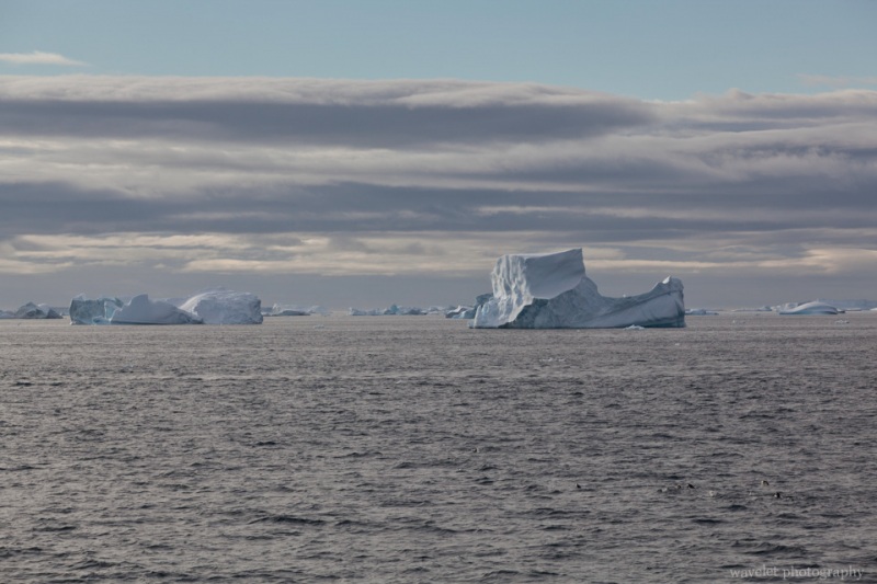 Iceberge at Antarctic Sound