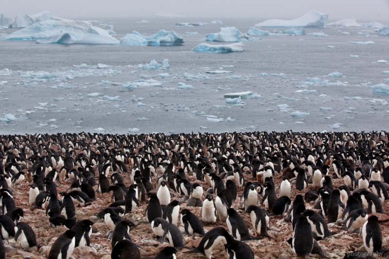 Adélie Penguins, Paulet Island