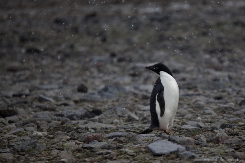 Adélie Penguins, Paulet Island