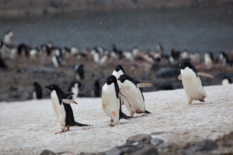 Adélie Penguins, Paulet Island