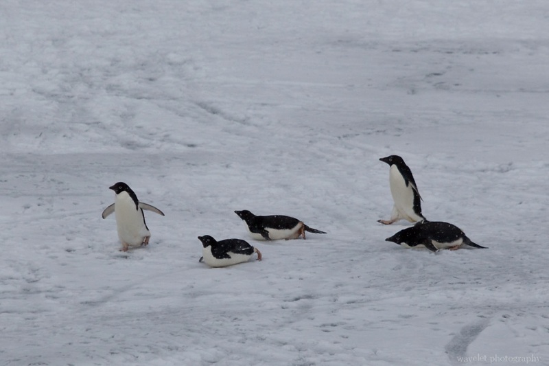 Adélie Penguins, Paulet Island