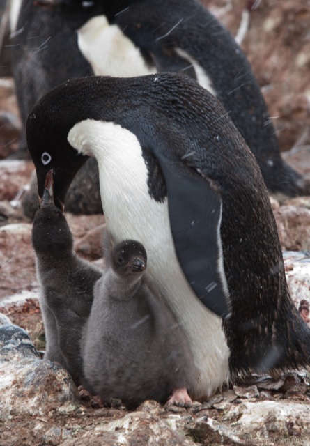 Adélie Penguins, Paulet Island