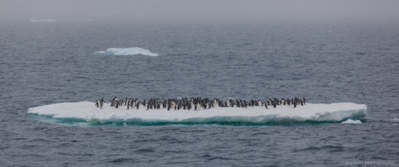 Adélie penguins standing on the flat ice, near Paulet Island
