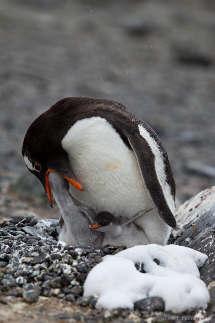 Gentoo Penguins, Brown Bluff