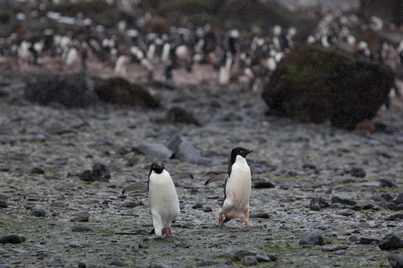 Adélie Penguins, Brown Bluff