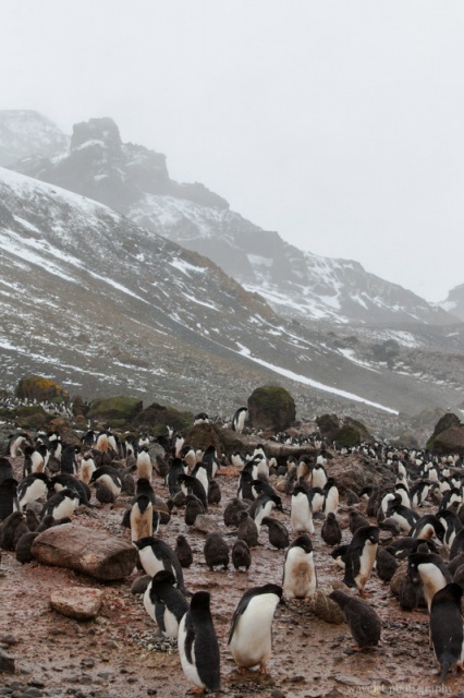 Adélie Penguins, Brown Bluff