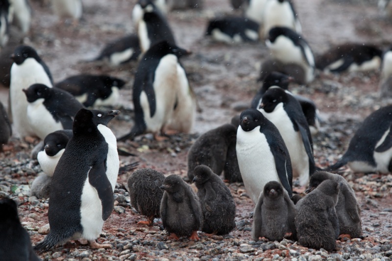 Adélie Penguins\' crèche, Brown Bluff