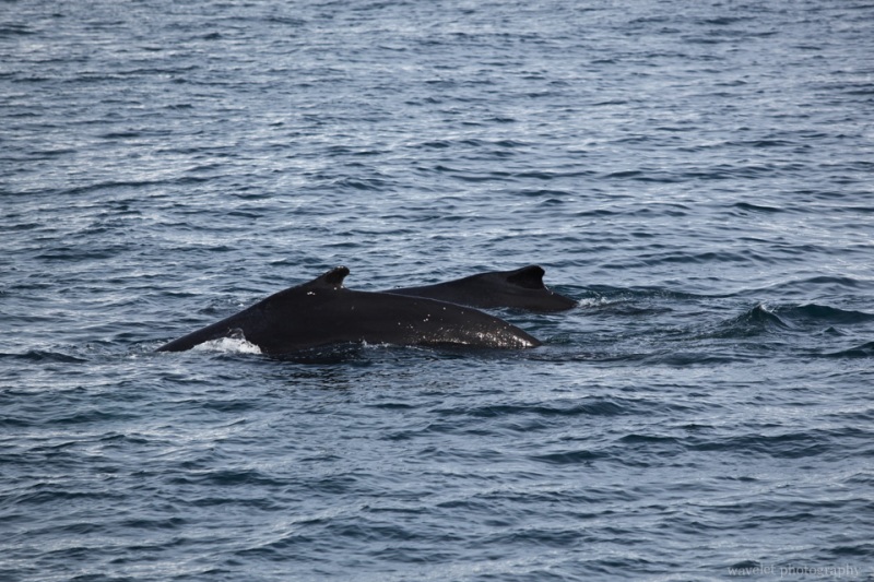 Humpback Whales, Antarctica