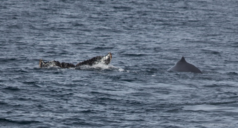 Humpback Whales, Antarctica