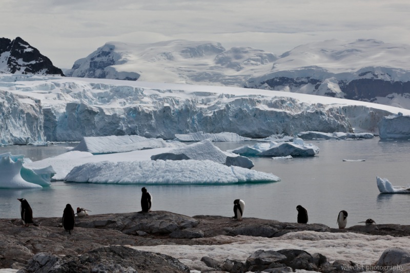 Gentoo Penguins, Cuverville Island