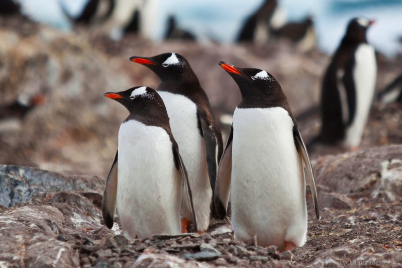 Gentoo Penguins, Cuverville Island