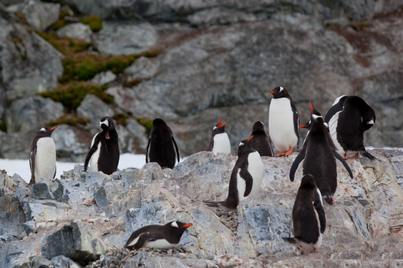 Gentoo Penguins, Cuverville Island