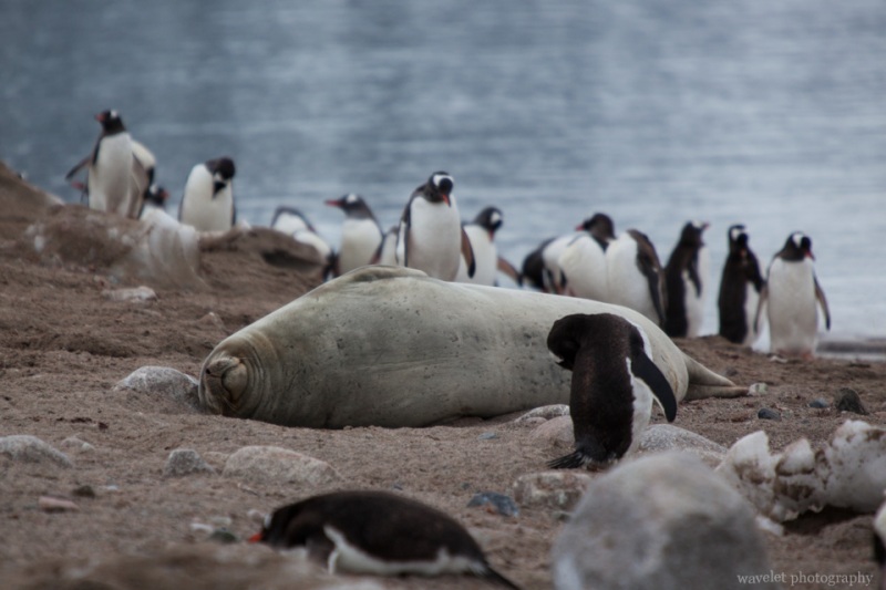 A Weddell Seal on the beach, Neko Harbour