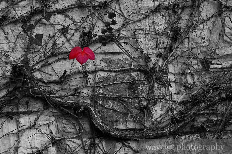Knowing Autumn from a Single Leaf