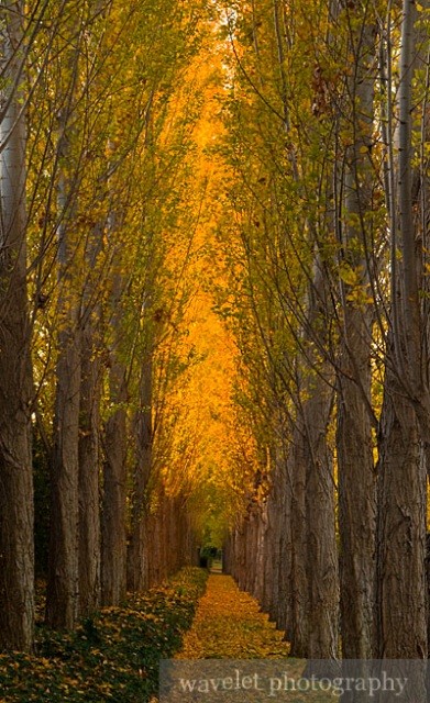 Poplar Tree