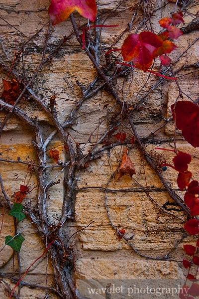 Vine Cane