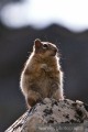 Chipmunks, Banff