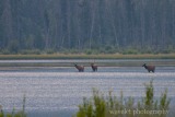 Elks in Vermilion Lake, Banff
