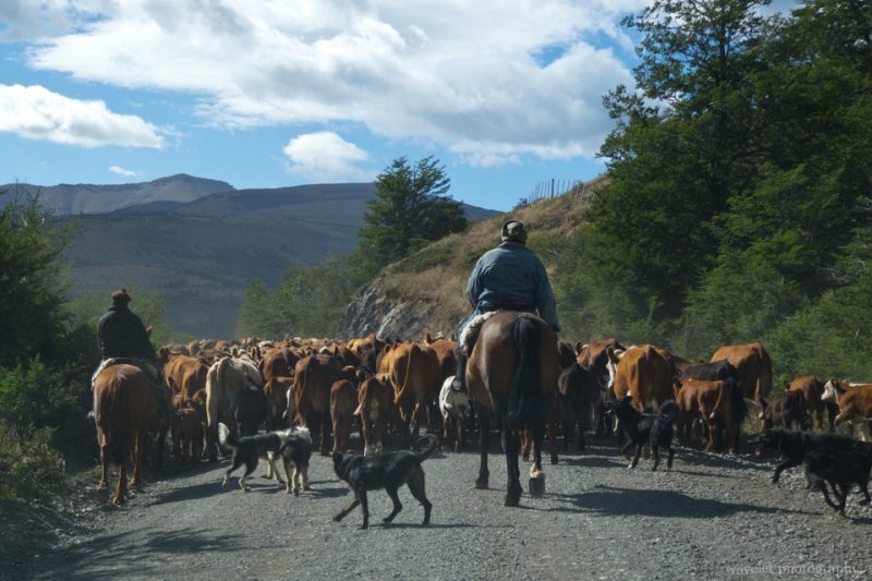 Cattle Herd