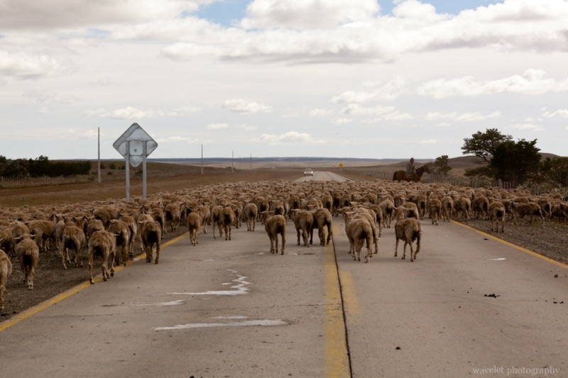 A Herd of Sheep