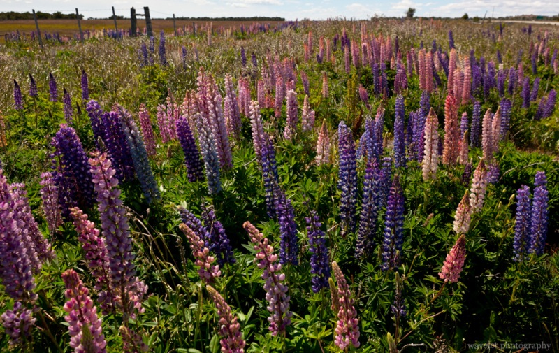 Roadside Flowers, Patagonia