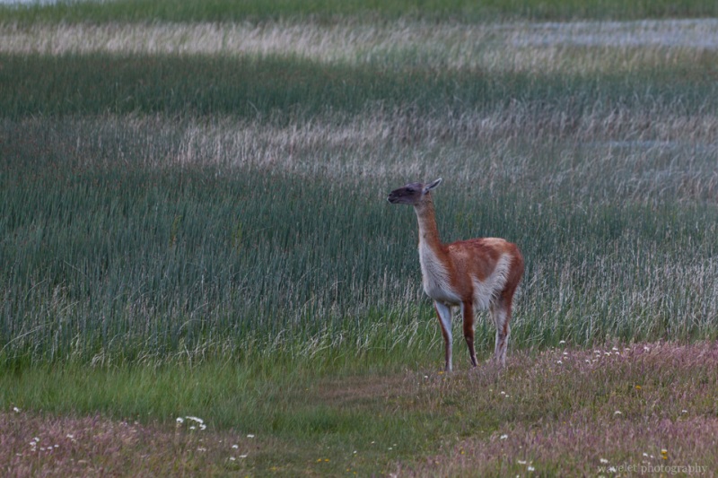 Guanacos