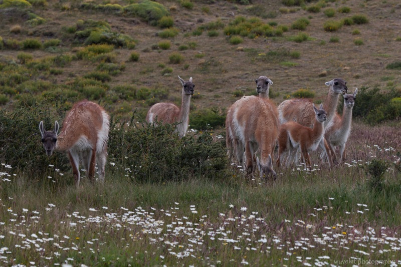 Guanacos