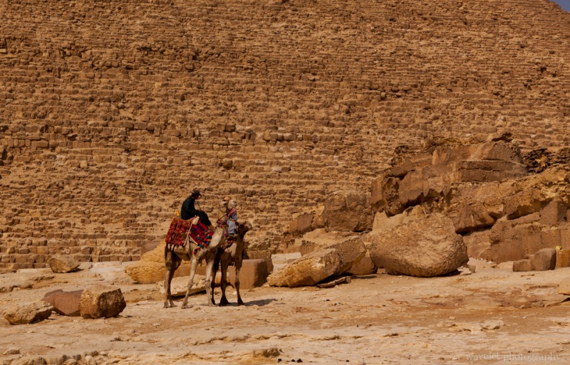 Camel Rides