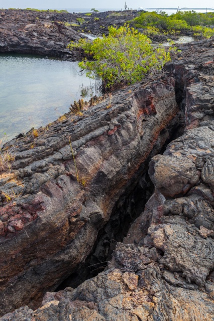 Punta Moreno, Isabela Island