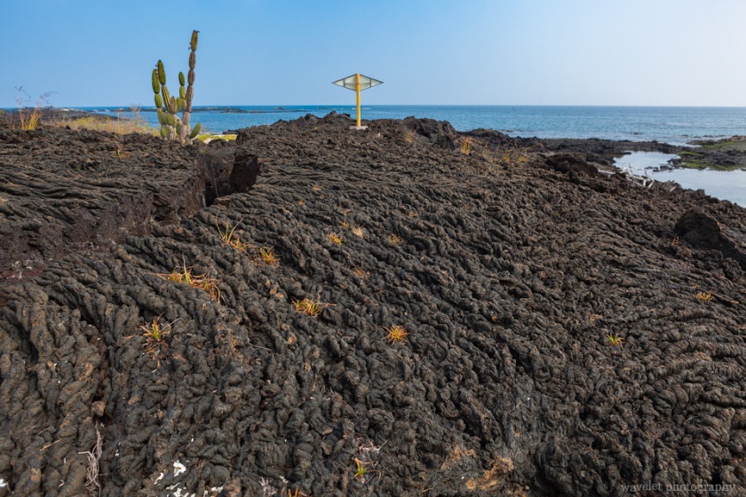 Punta Moreno, Isabela Island